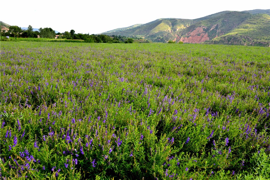 黄芩规范化种植基地