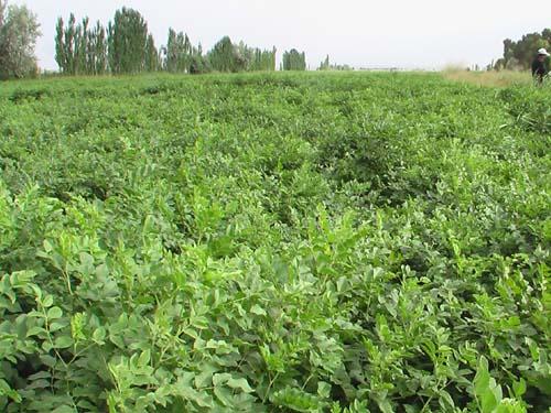 中药材种植·甘草