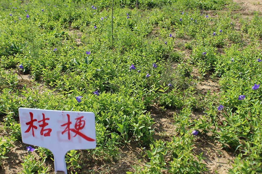 中药材种植·桔梗