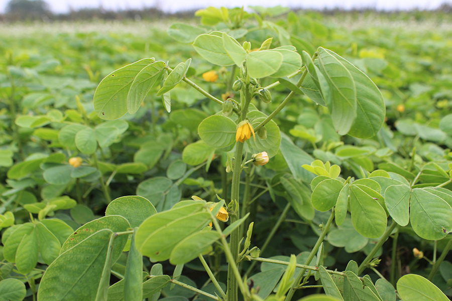 中药材种植决明子