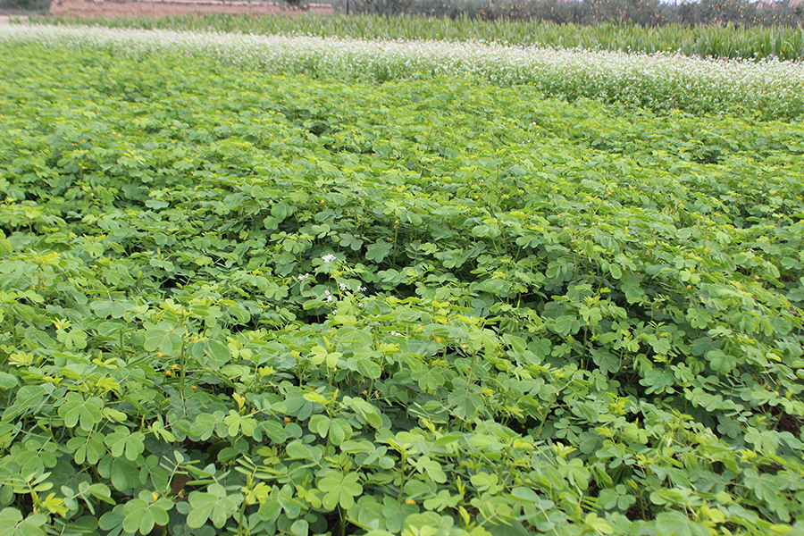 中药材种植决明子