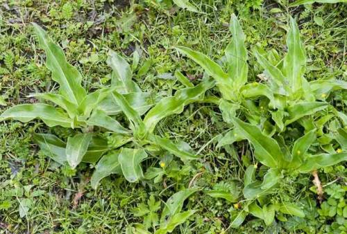 中药材种植·秦艽