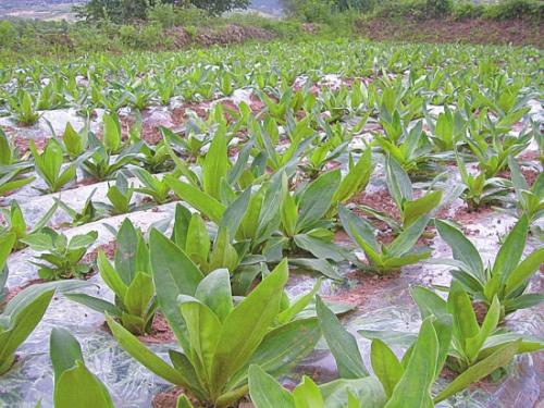 中药材种植·秦艽